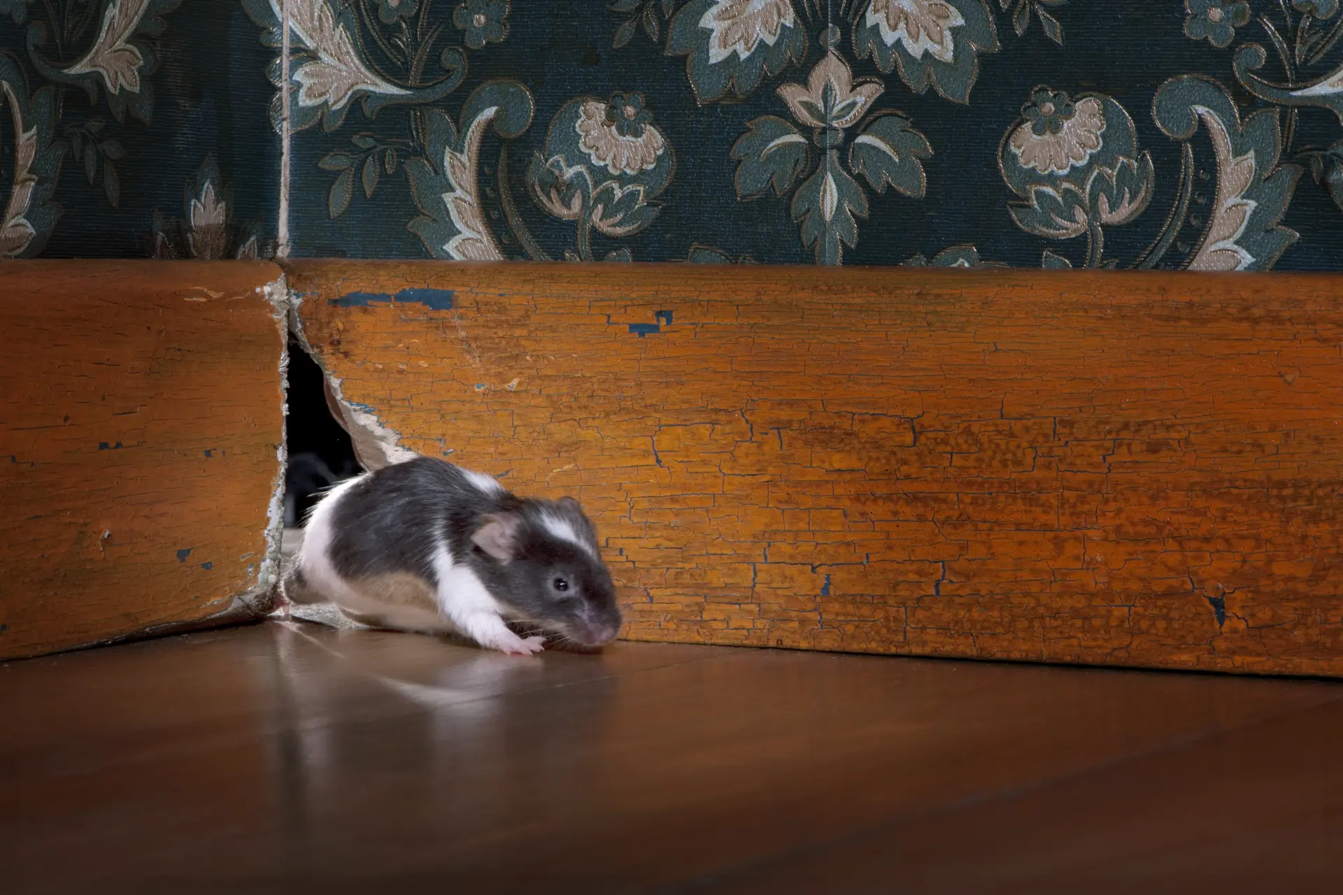 Proofing Your Home Against Rodents