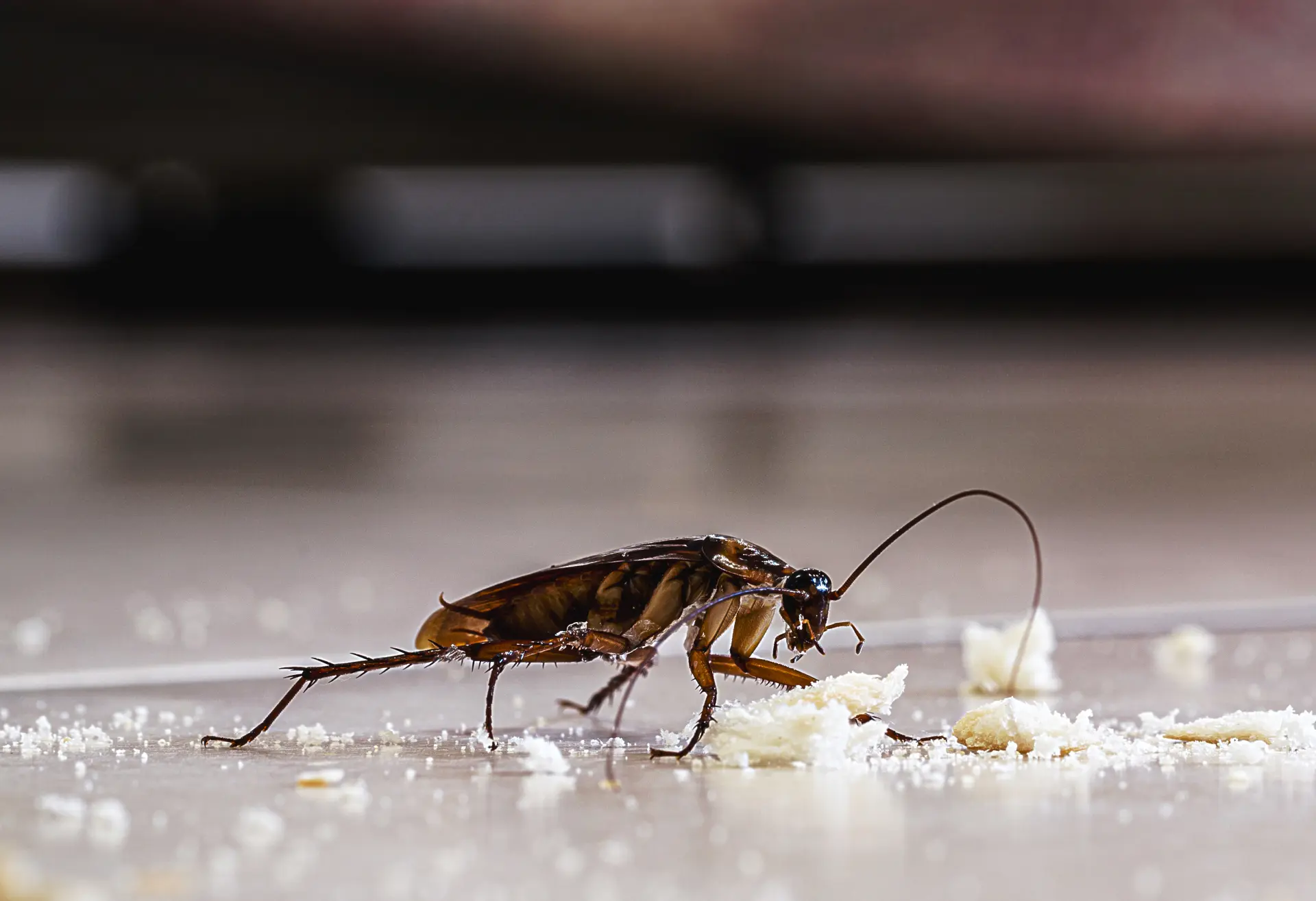 Cockroach Pest Control in Stoke-On-Trent & Stafford