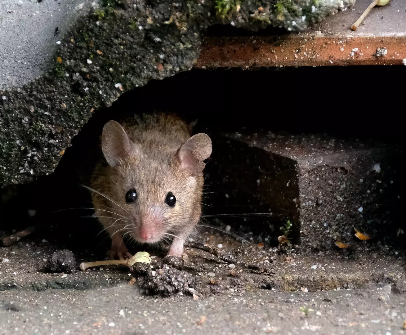 Rodent Pest Control Stafford