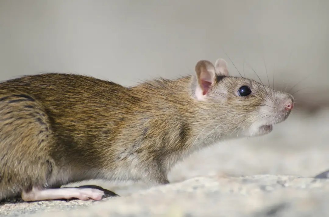 Gaps and Openings That Rodents May Get Through