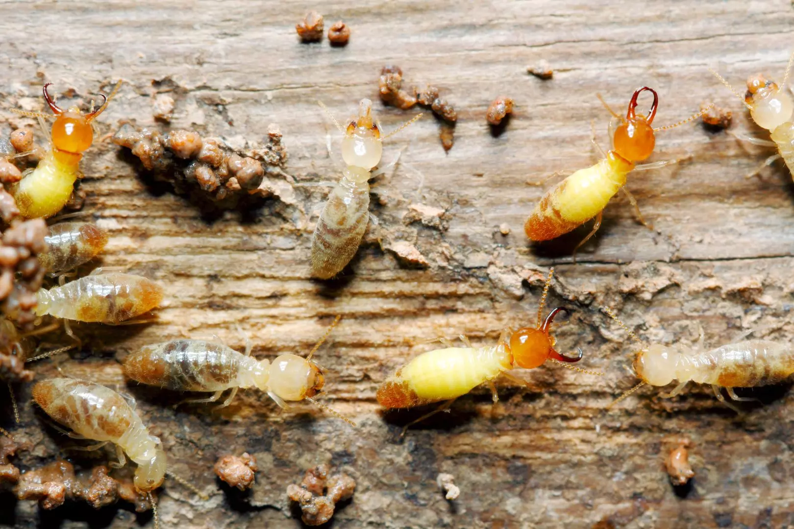 Bugs Pest Control Stafford