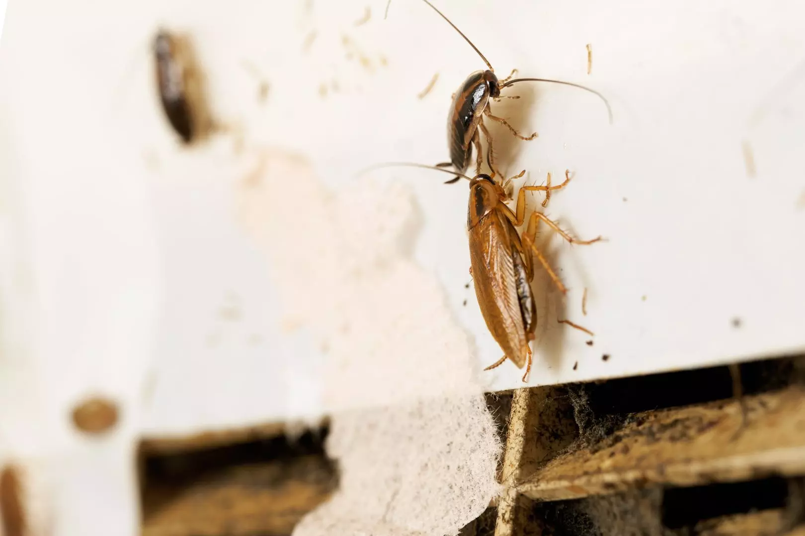 Cockroach Pest Control Stafford